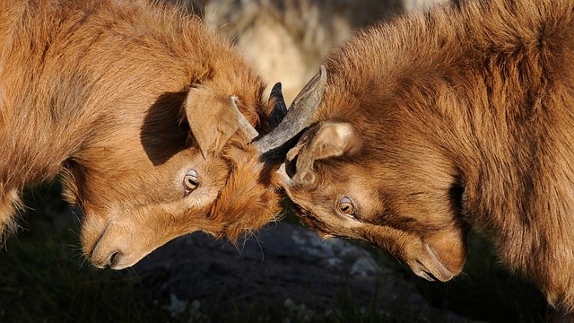 dispute