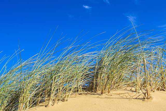 dunes
