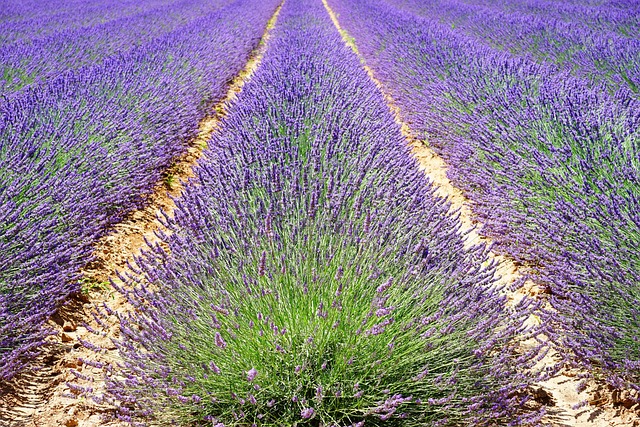 field