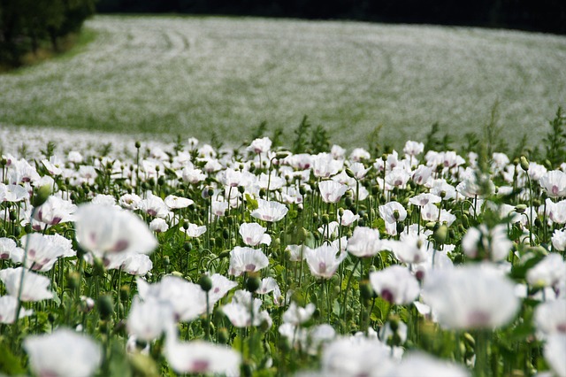 field