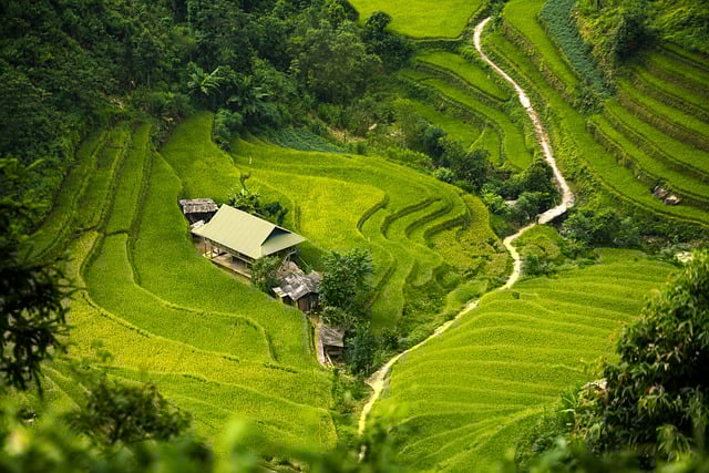 field