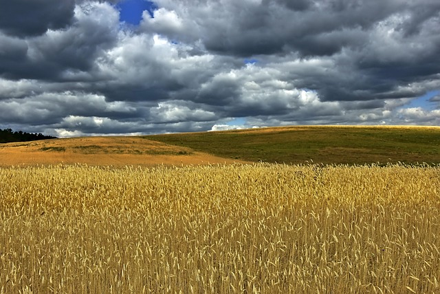 field