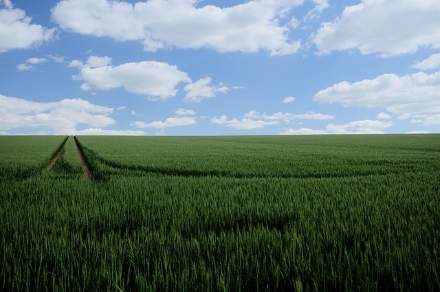 field