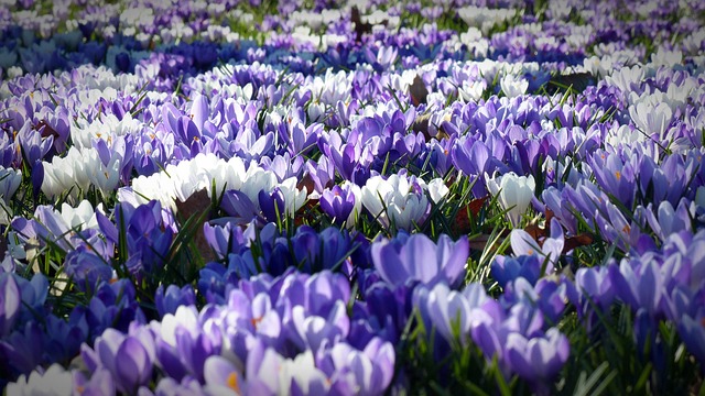 field