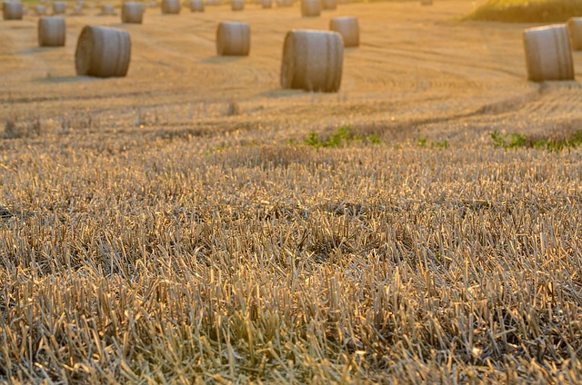 field