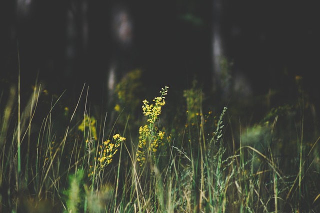 field