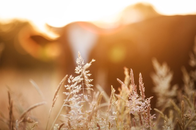 field