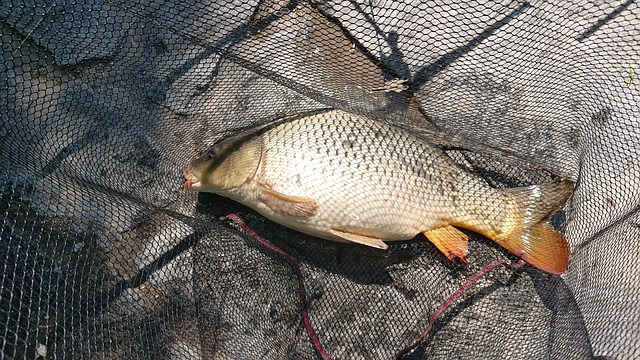 fishing
