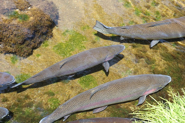 Explore Lane County’s Best: Top Fishing Destinations Near Eugene