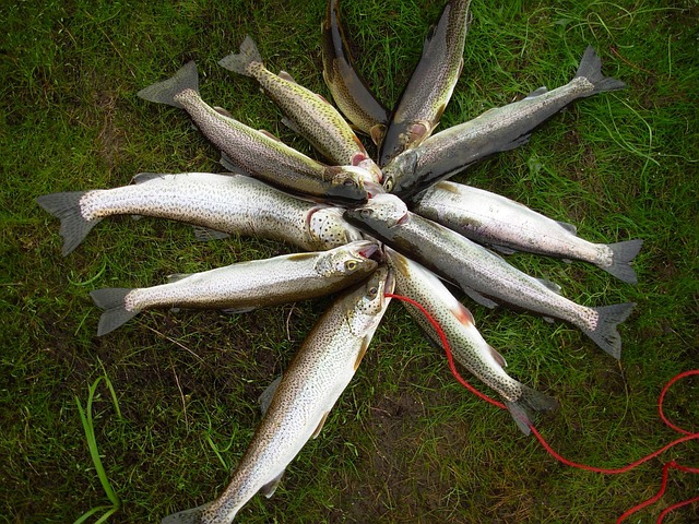 flyfishing