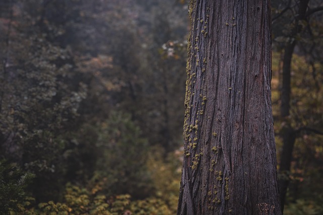 forest