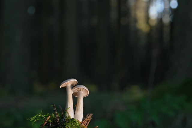 forest