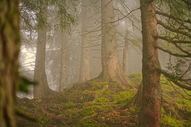 forest