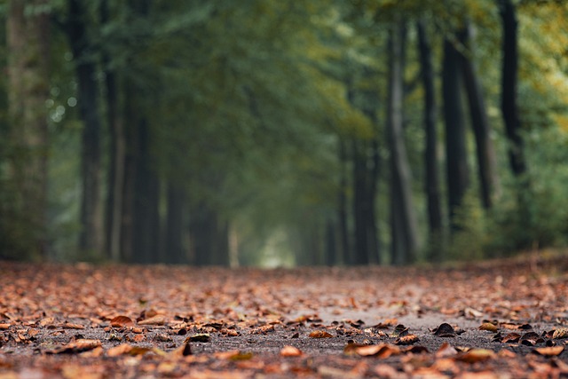 forest
