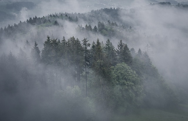 forest