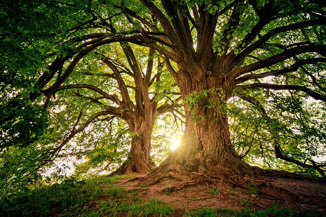 forest