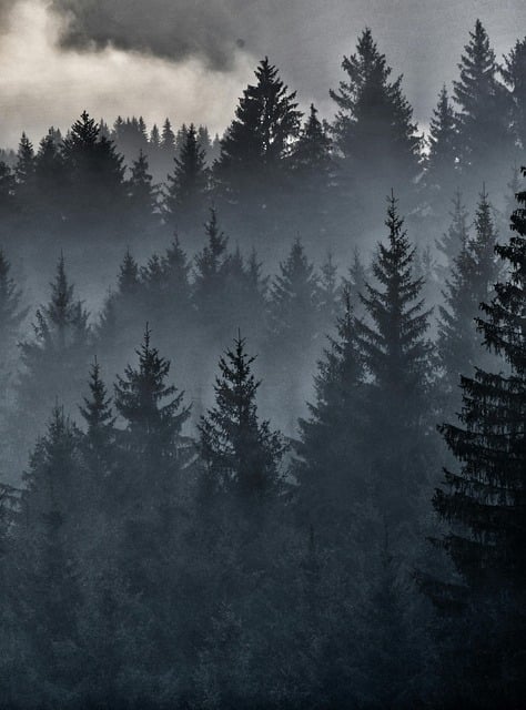 forest