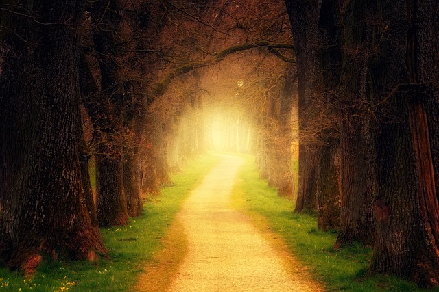 forest