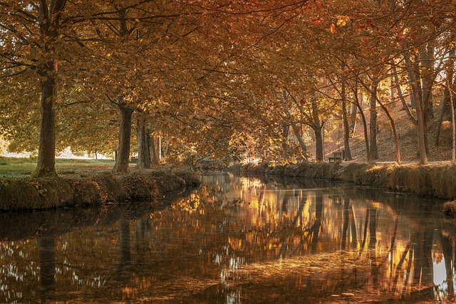 forest