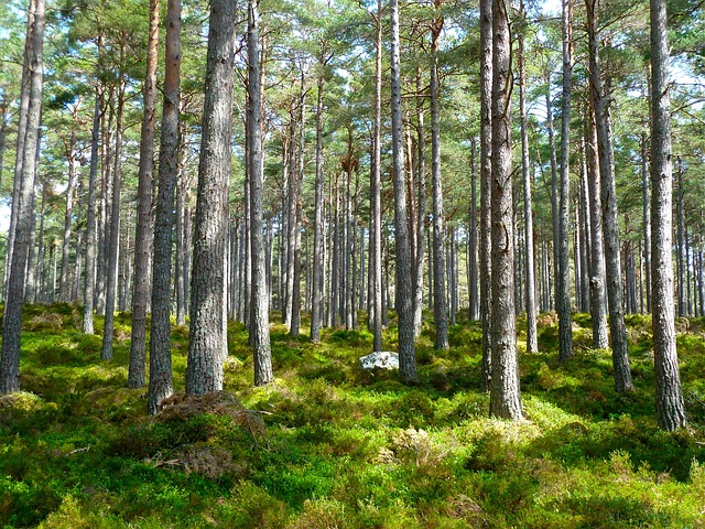 forest