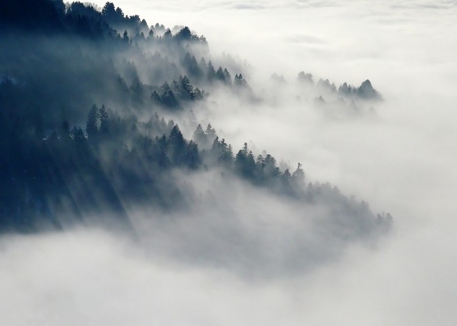 forest
