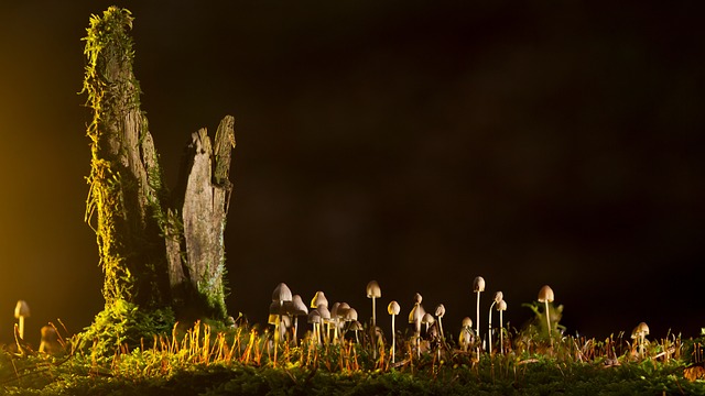 forest