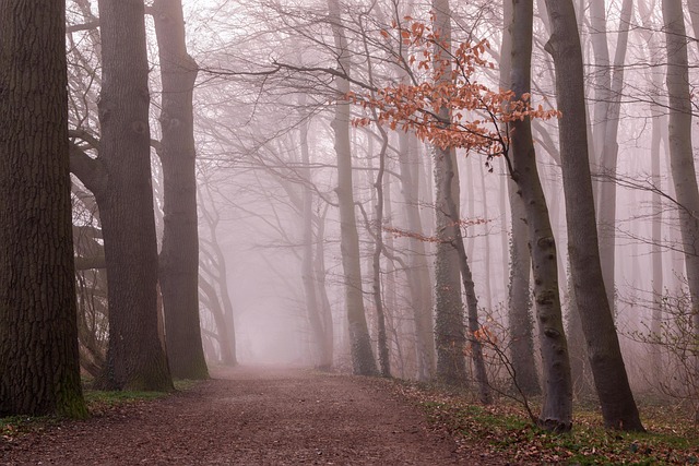 forest