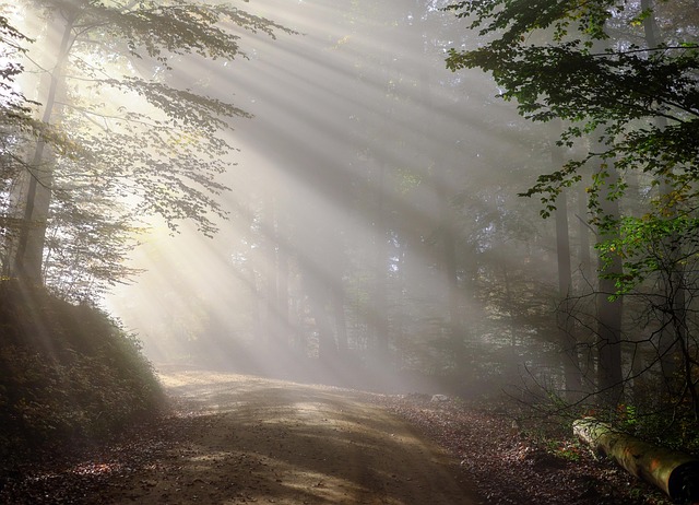 forest