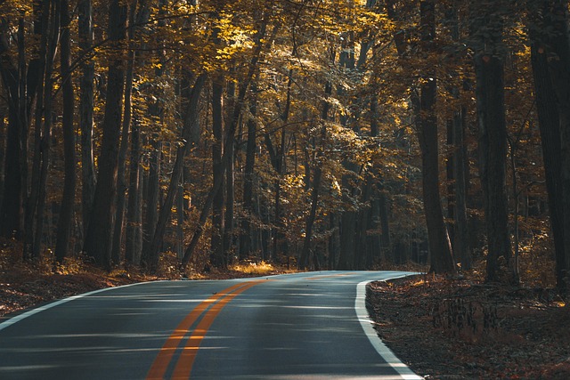 forest