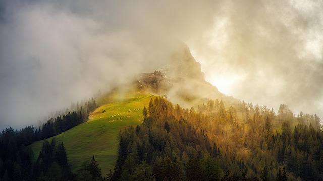 forest