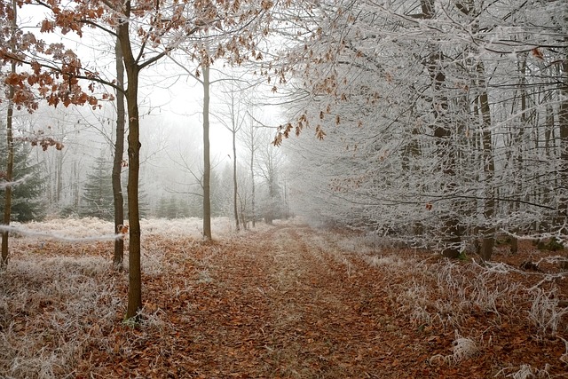 forest