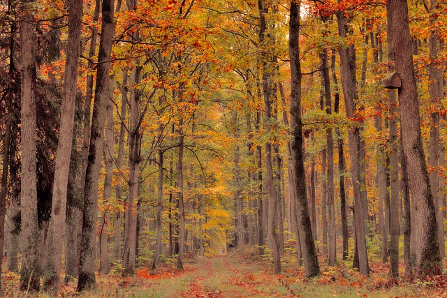 forests