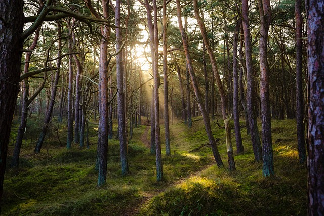 forests