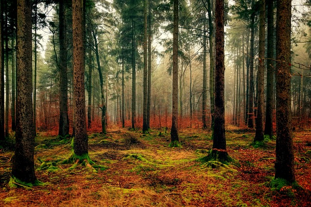 forests