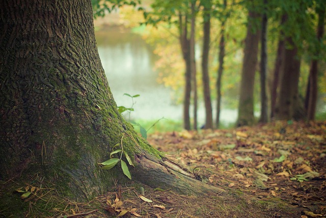 forests