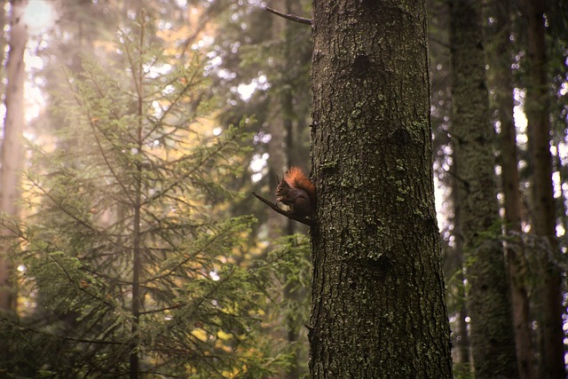 forests