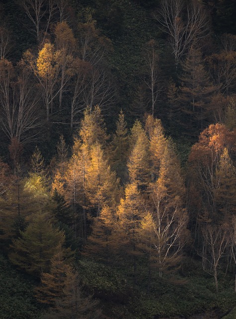 forests