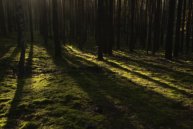 forests