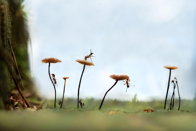 forests