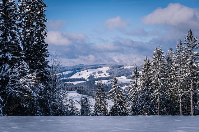 forests