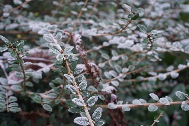 freeze