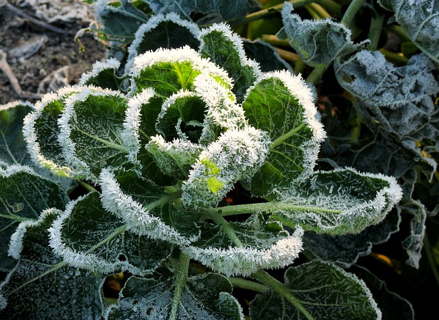 freeze