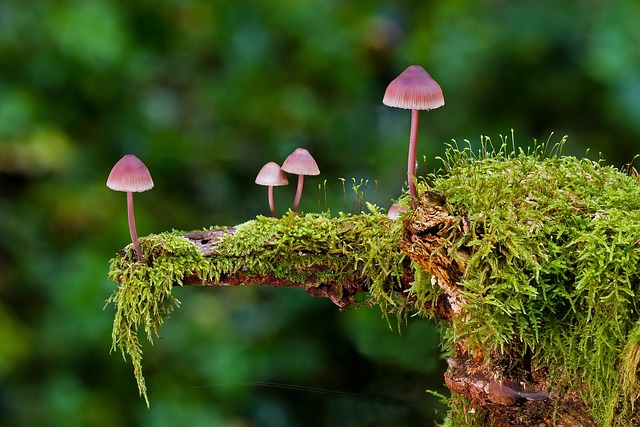 fungus