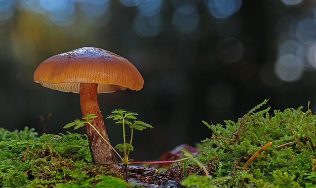 fungus