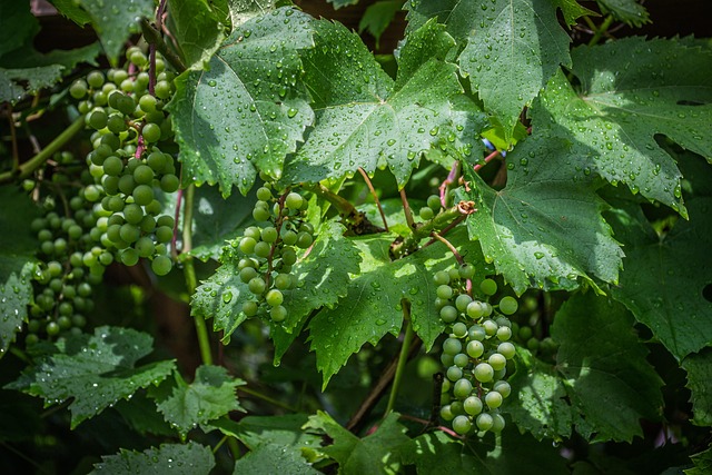 grapes