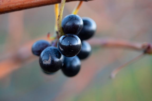 grapes