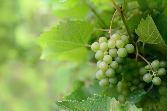 grapes