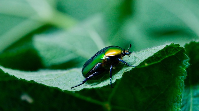 green