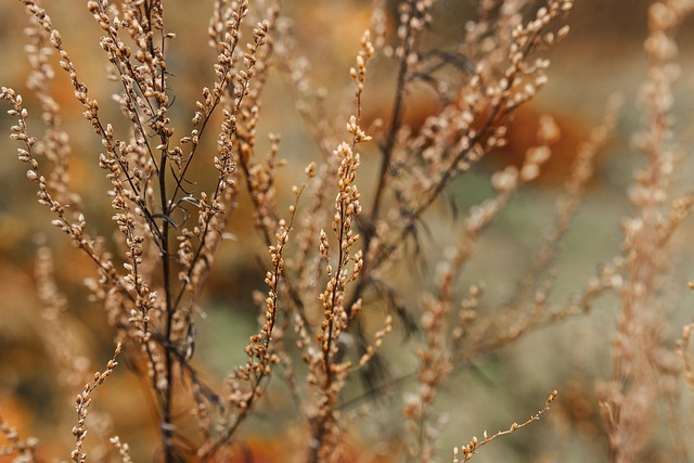 growth