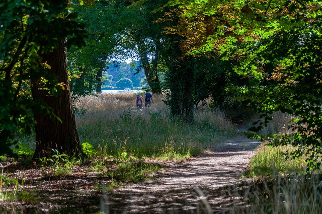Unveiling Lane County’s Advanced Hiking Routes: Scenic Oregon Challenges